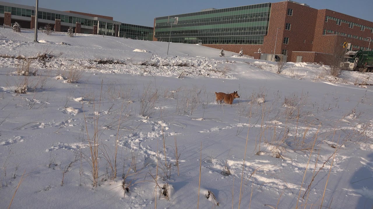 At 0:01, the brown dog is farther right in the snowy Westminster, Colorado field, moving past sparse grass stems with the brick and glass building behind and no visible people.