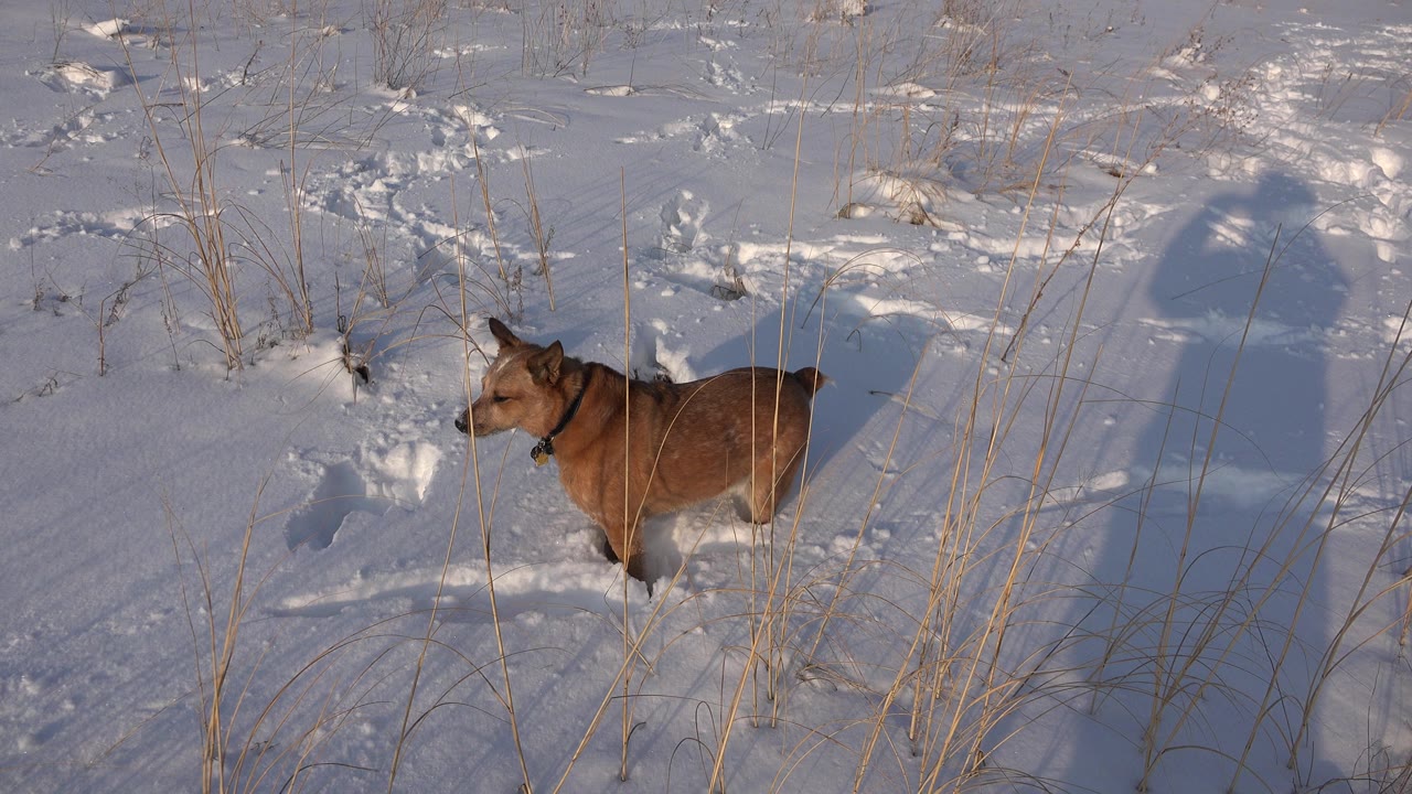 Brown dog stands in a snowy Westminster, Colorado field near dry grass stems, with paw prints and no visible people.