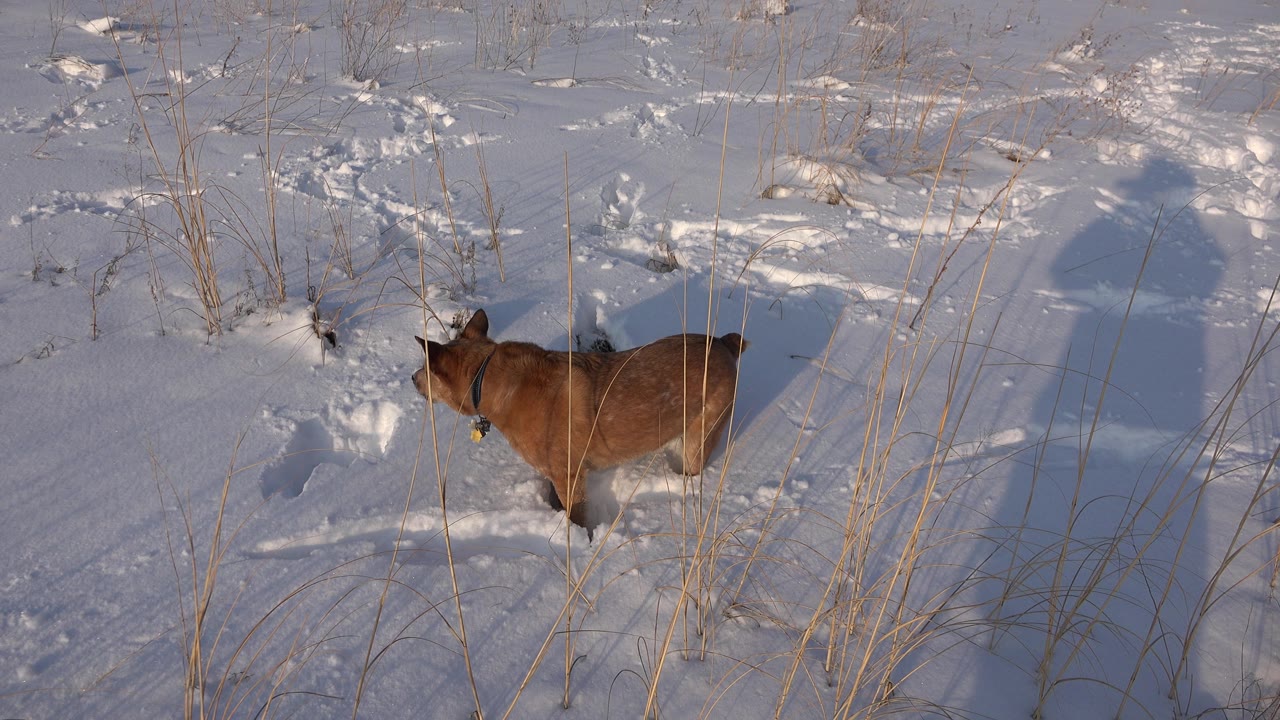 Brown dog partly turned away in a snowy grassy field.