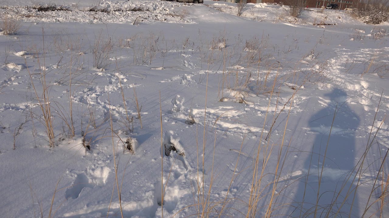 Snowy ground with footprints, grasses, buildings, and an operator shadow