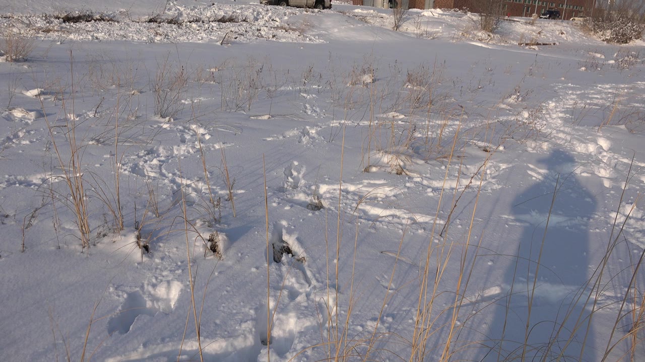 A Westminster snow field fills the foreground with scattered grass stems, crossed tracks, a brick building in the distance, and the camera operator's shadow falling across the snow.