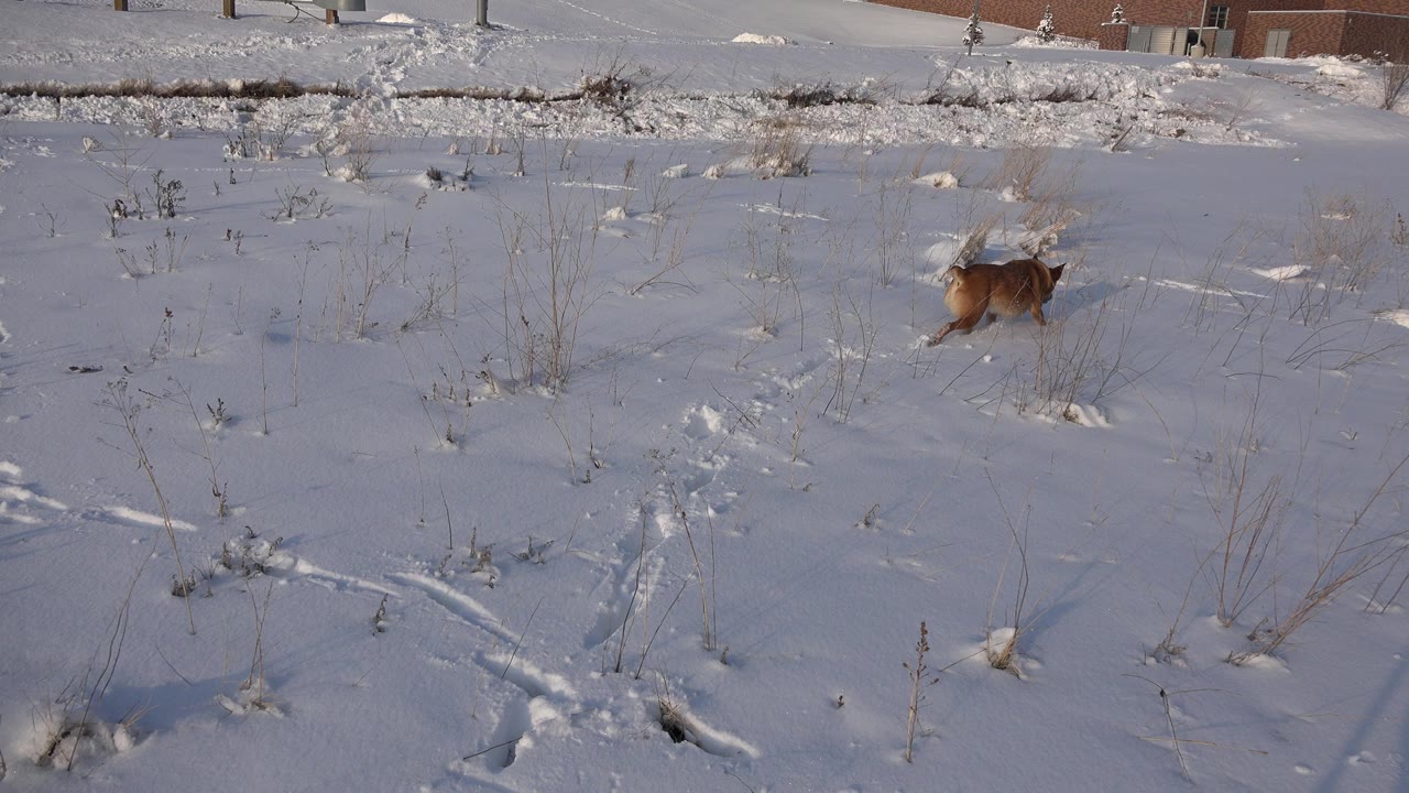 Small brown dog in a snowy field with dry weeds and distant buildings.