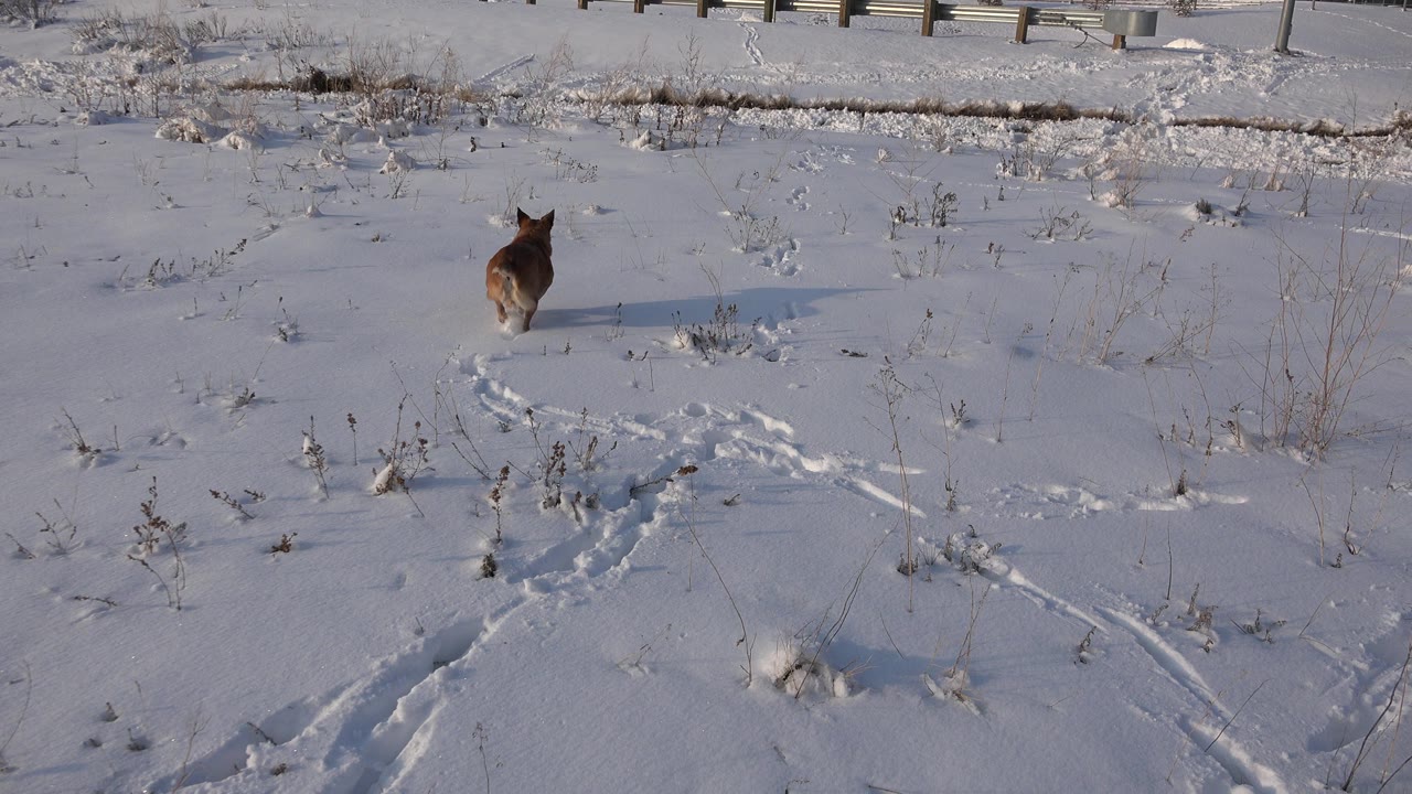 A brown and black dog runs away across snowy ground in Westminster, Colorado, with footprints in the foreground, a fence and road behind it, and no visible people.