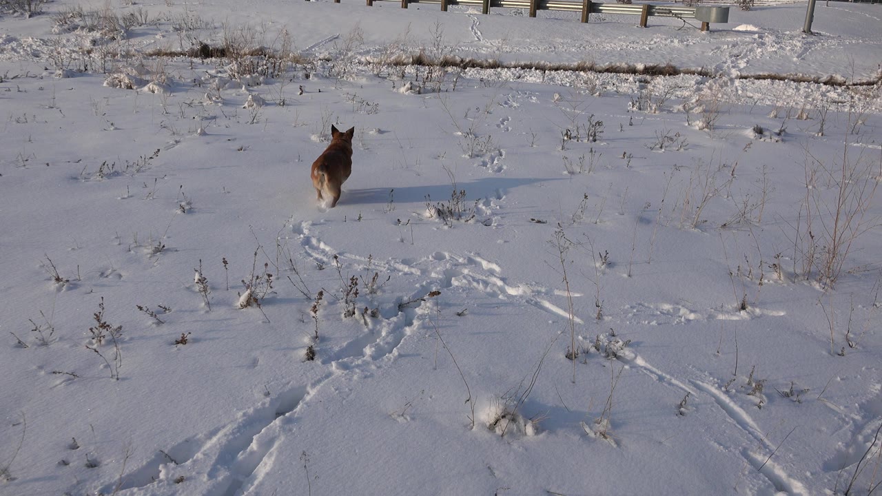 The dog continues across the snow in Westminster, Colorado, with curved tracks and weeds in front, a low fence beyond, and no visible people.