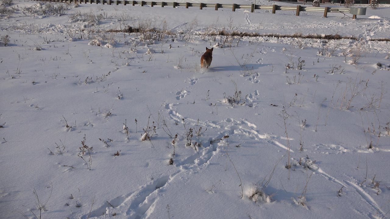 Small dog near the upper right of a snowy roadside field.