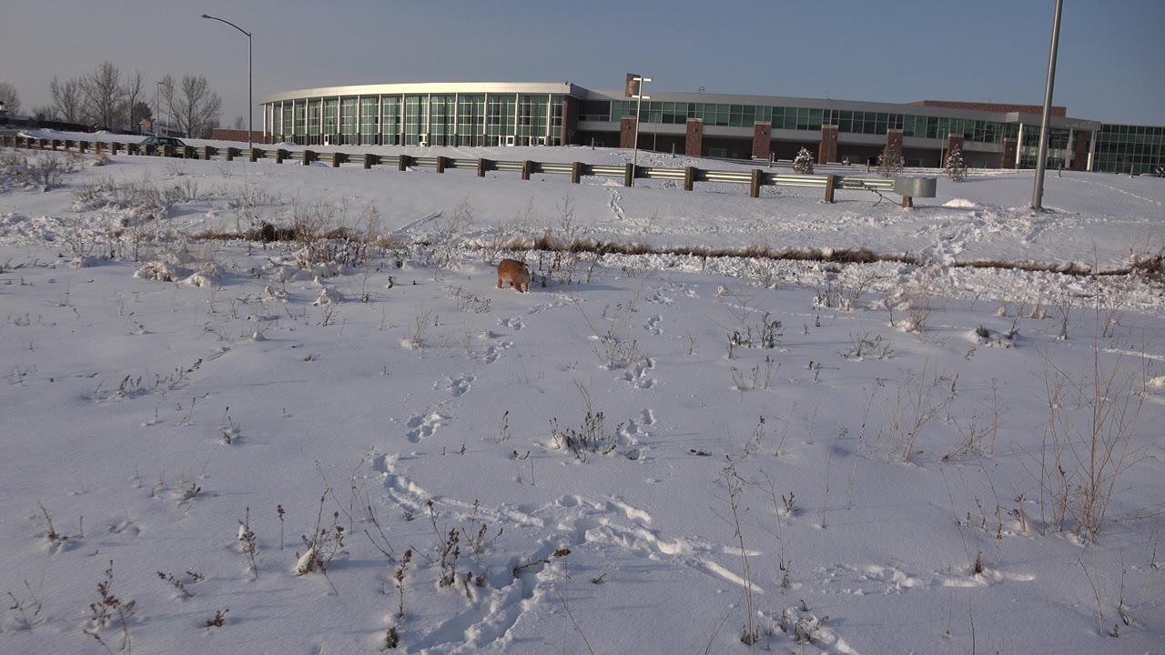 A brown dog stands in a snowy Westminster, Colorado field with tracks in the foreground, a road and glass-fronted building behind it, and no visible people.