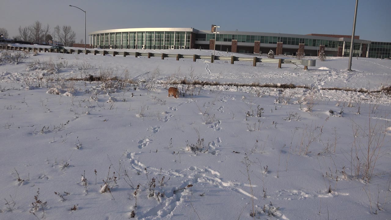The brown dog walks across the snowy Westminster, Colorado open area while foreground tracks curve through the snow and no visible people appear.