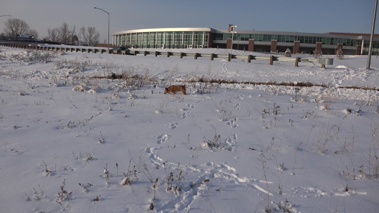 Dog farther right in snowy field below roadside building