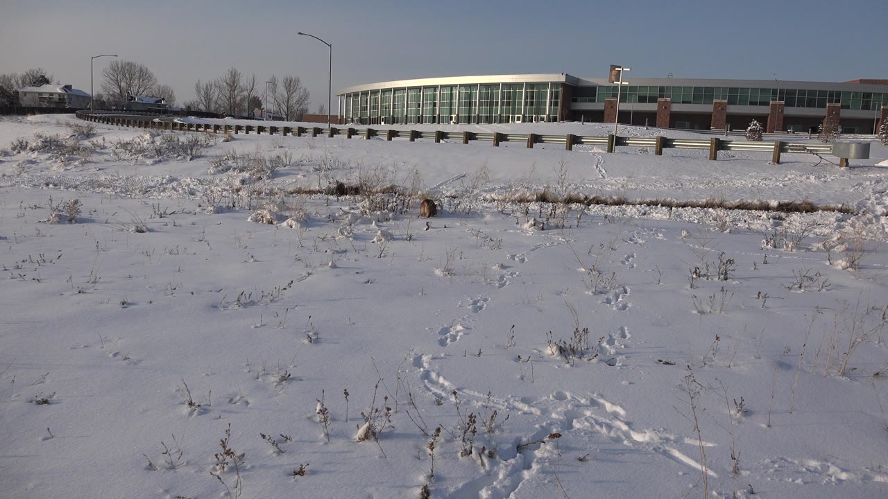 At 0:00, a small brown animal stands low in the snowy foreground of Westminster, Colorado, with tracks, dry weeds, a roadside barrier, bare trees, and a long glass-fronted building behind it, no visible people.