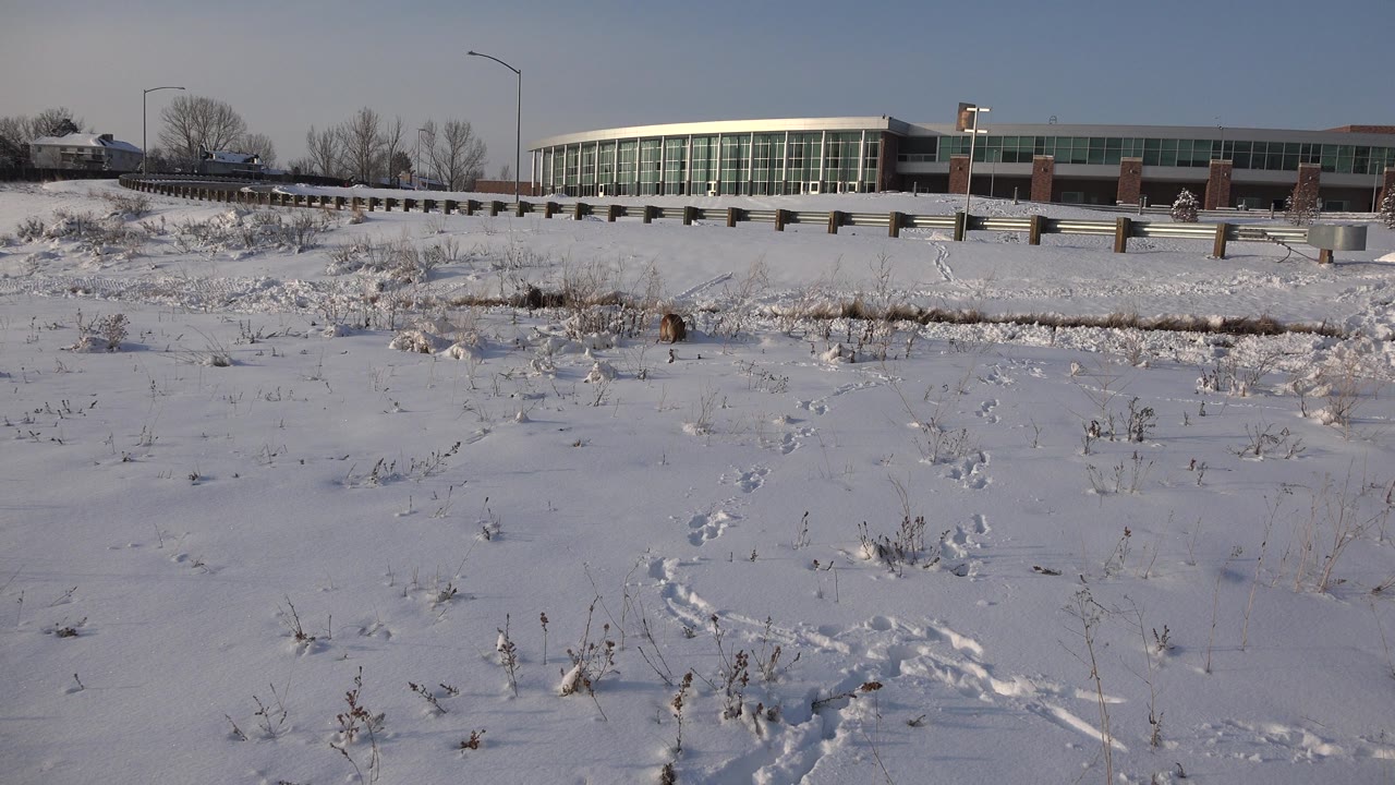 At 0:01, the brown animal remains near the snowy midground in Westminster, Colorado, with a line of footprints across the field and the glass building and road barrier steady in the background, no visible people.