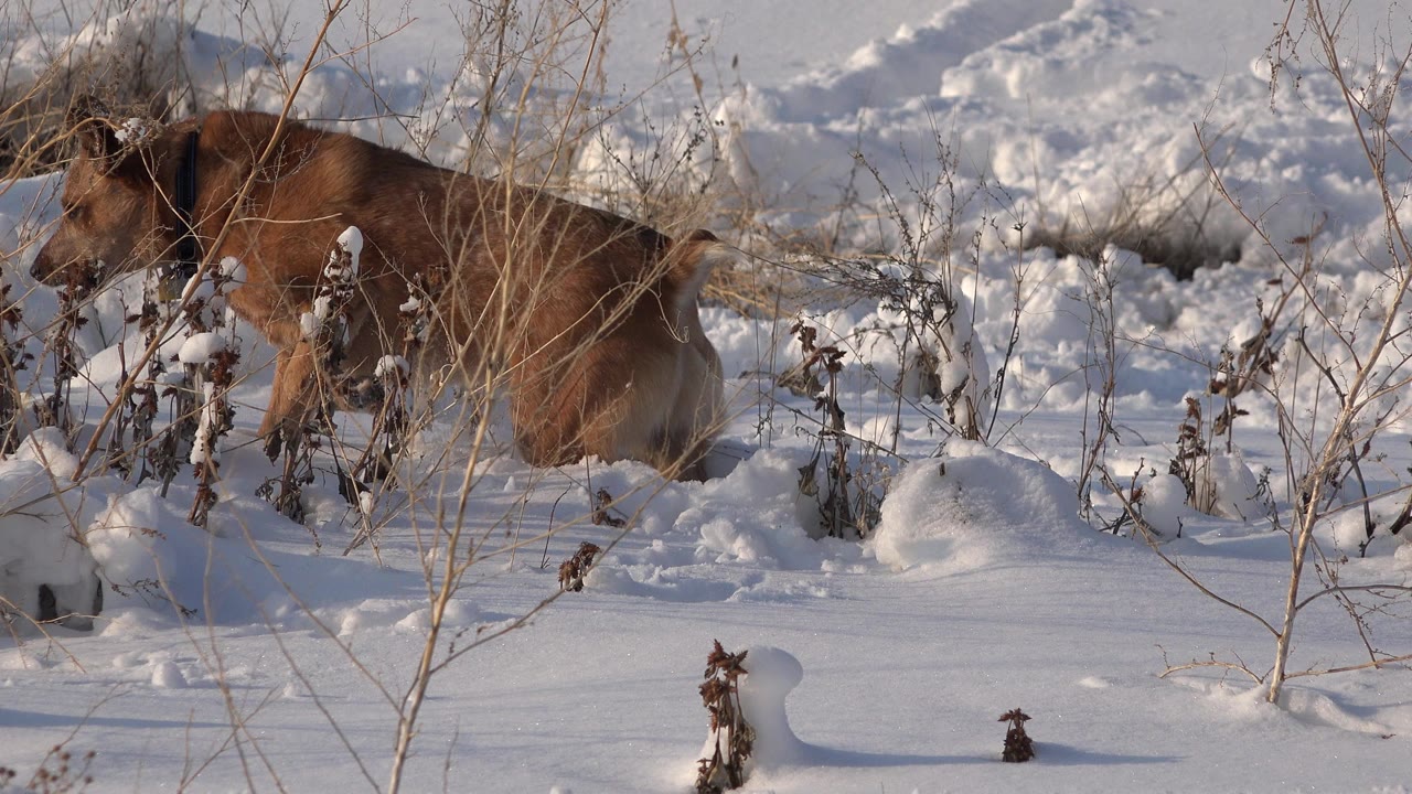 A brown dog in Westminster, Colorado moves left through deep snow behind dry winter stems, with no visible people.