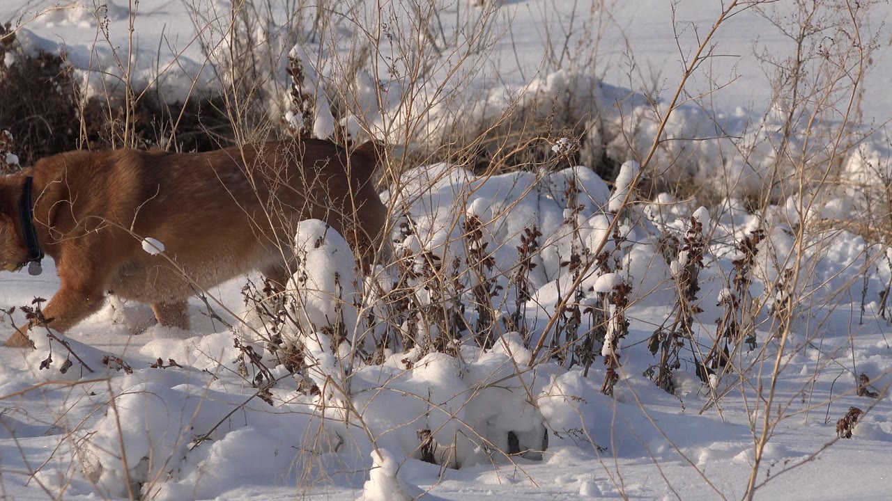 Brown dog walking right through snowy brush.