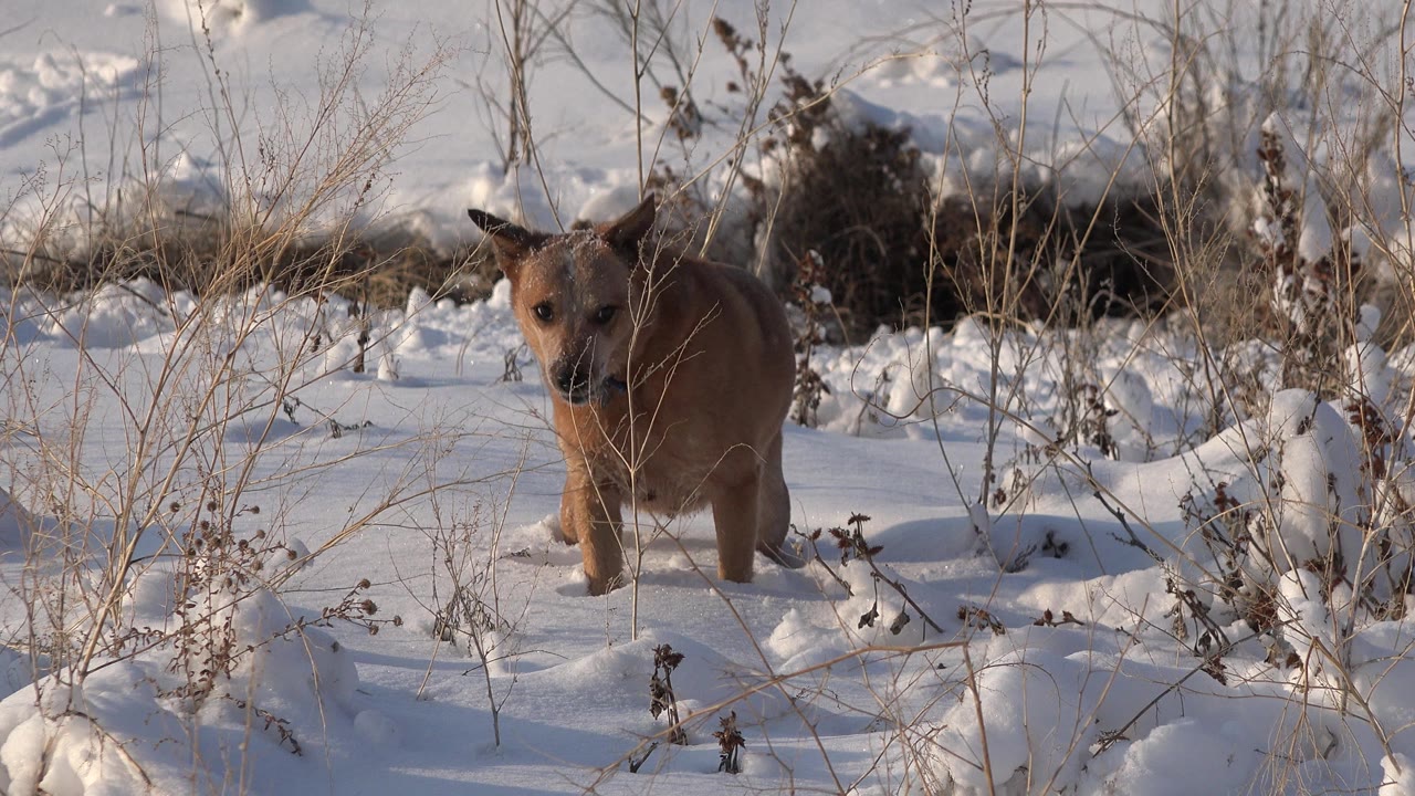 A brown dog faces the camera while standing in deep snow and dry winter weeds in Westminster, Colorado, with no visible people.