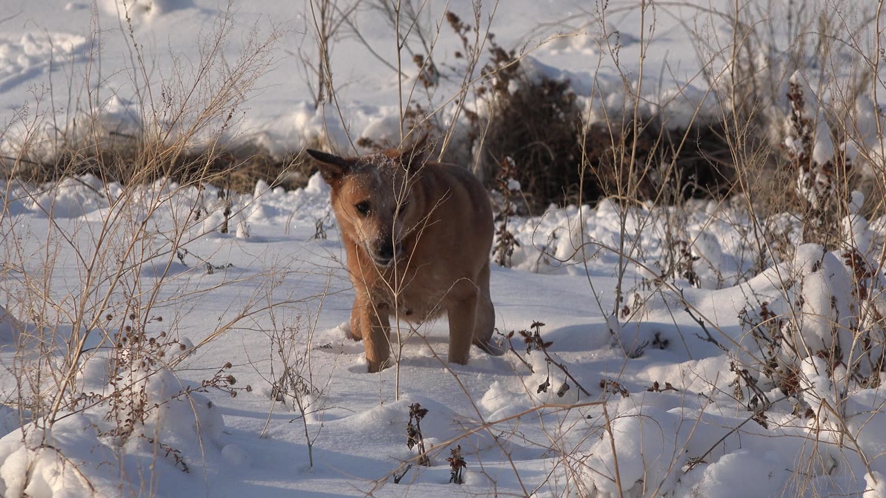 A brown dog stands partly screened by thin winter stems in the snow in Westminster, Colorado, with its body angled slightly toward camera and no visible people.