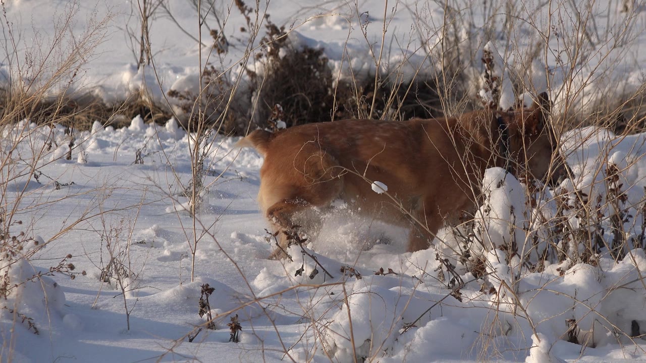 Brown dog moving right through deep snow.