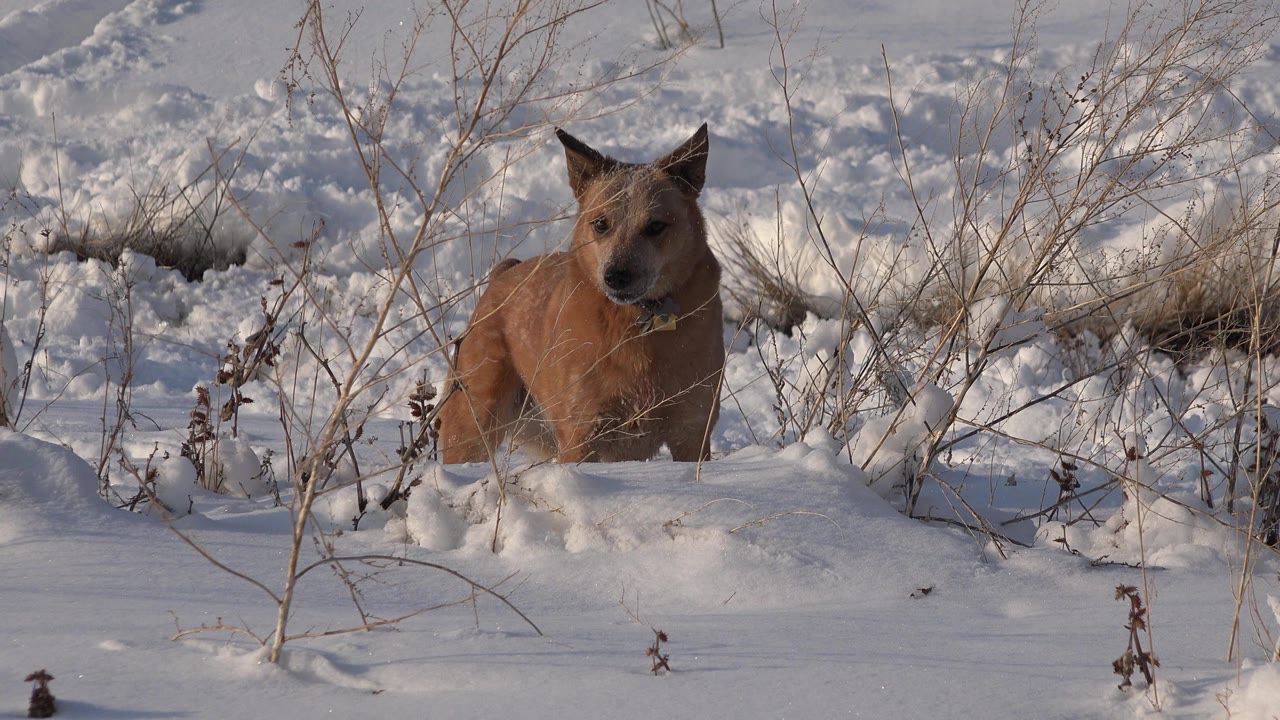 A medium brown dog faces forward from a snowy patch of brush in Westminster, Colorado, with dry stems crossing the frame and no visible people.