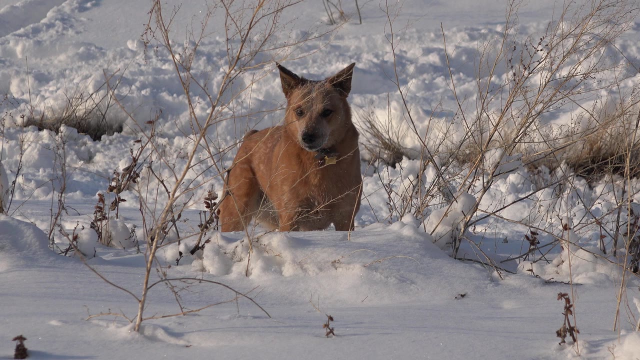 The brown dog remains nearly front-facing in a snow-covered Westminster, Colorado field, framed by thin bare branches and no visible people.