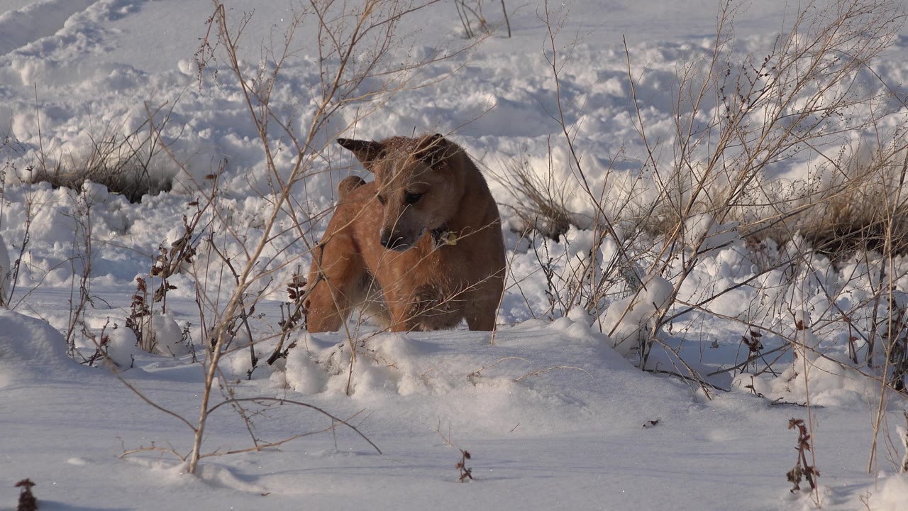 Brown dog turning its head beside snowy brush.