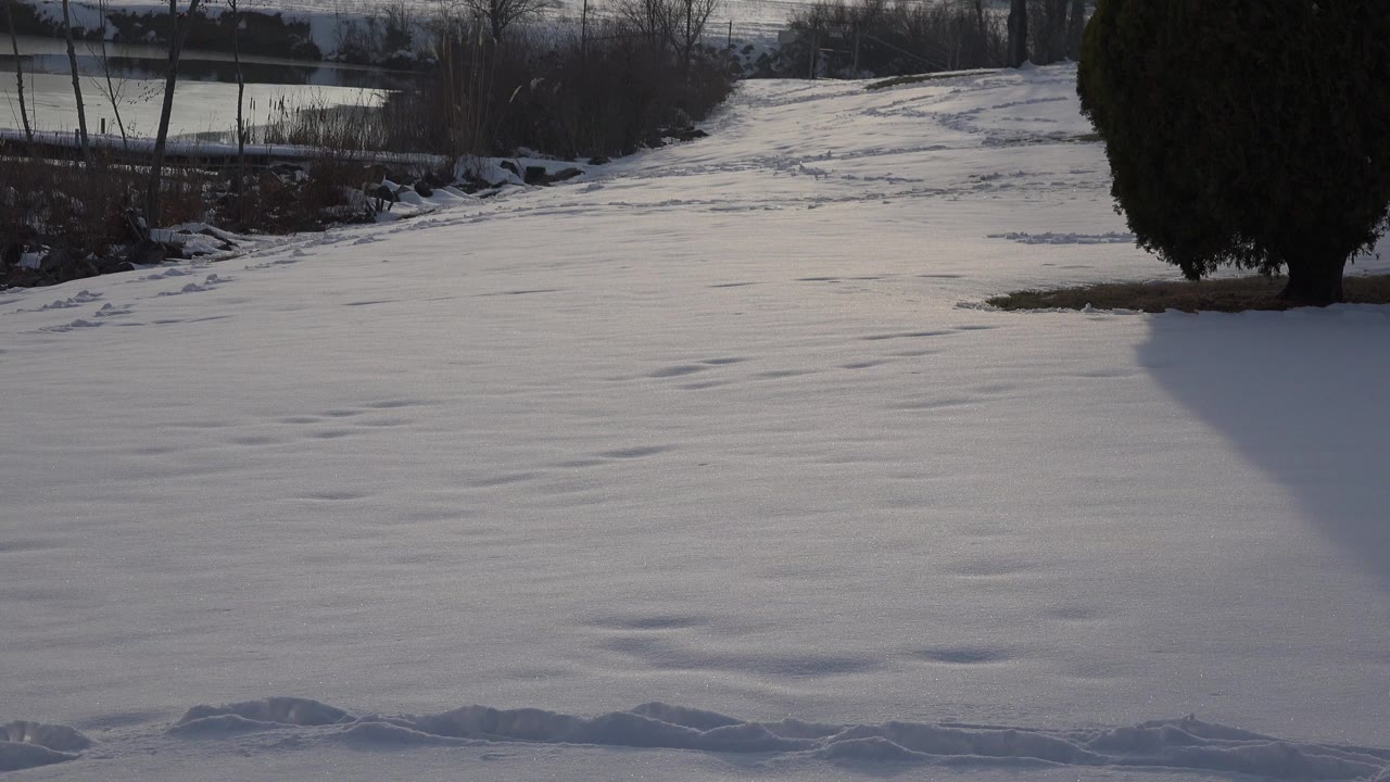 Snow-covered ground in Westminster, Colorado with a dark evergreen at right, bare trees and distant structures in the background, and no visible people.