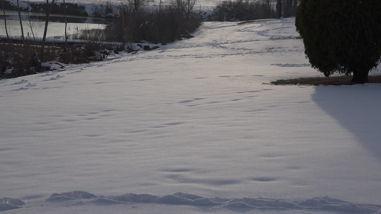 A quiet Westminster, Colorado snow field shows textured footprints, a large evergreen on the right, bare shrubs behind it, and no visible people.