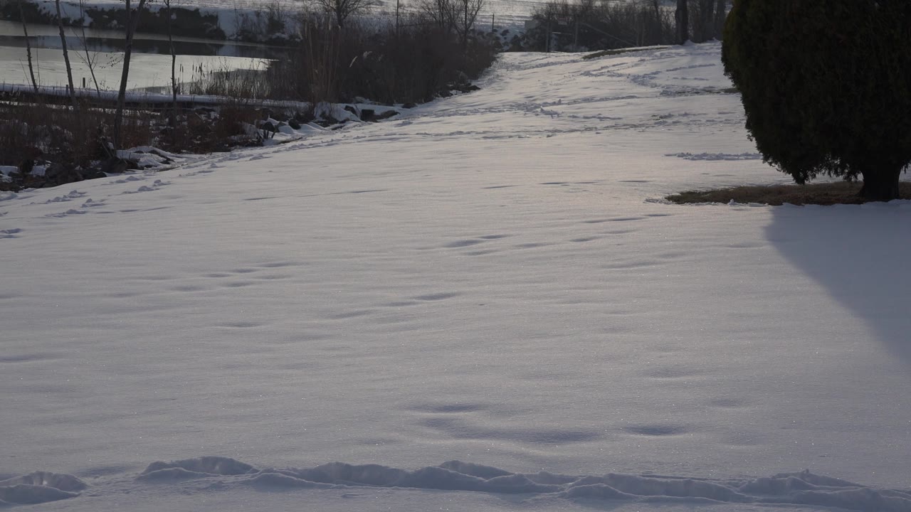 The snow-covered Westminster, Colorado setting remains empty, with the evergreen at the right edge, low light on the snow, and no visible people.
