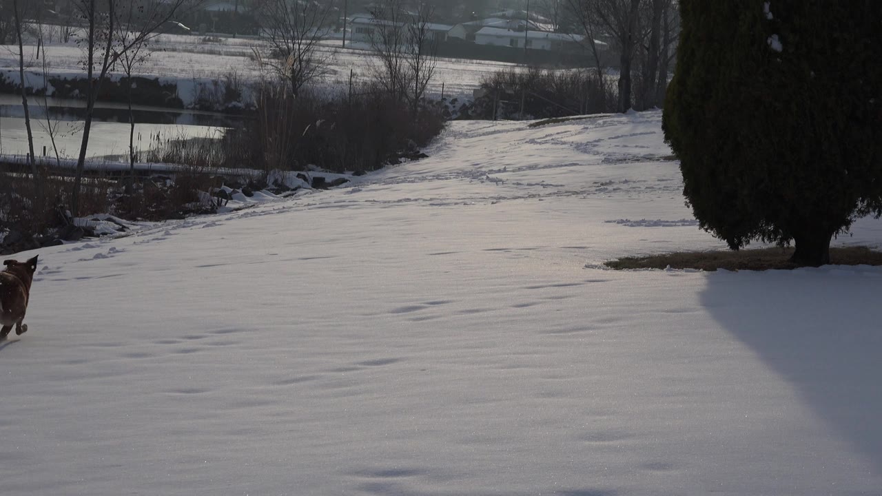 Brown dog entering from the left edge of a snowy field.