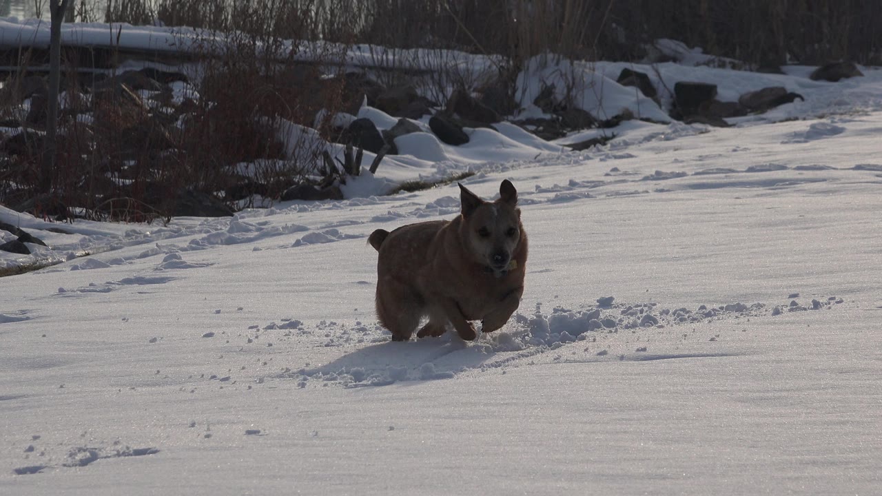 Small tan dog runs through a snowy Westminster, Colorado yard with paw prints behind it and no visible people.