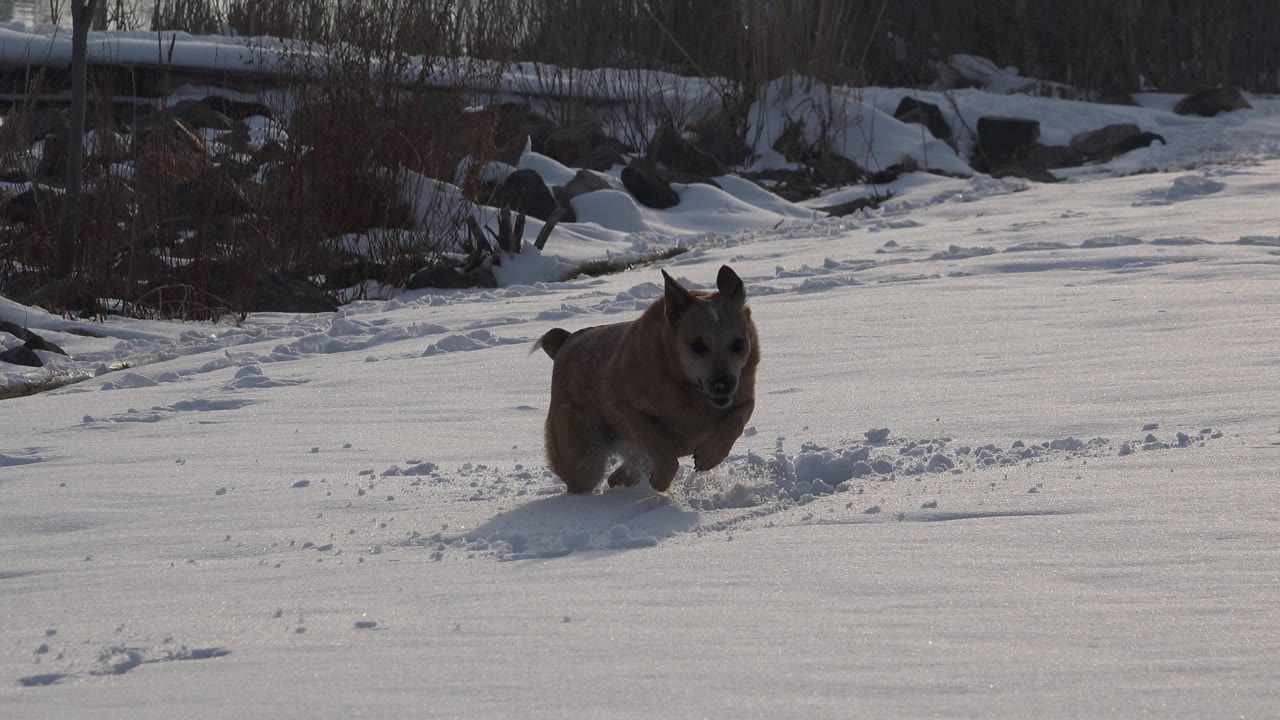 Dog centered in snowy yard with tracks behind it.