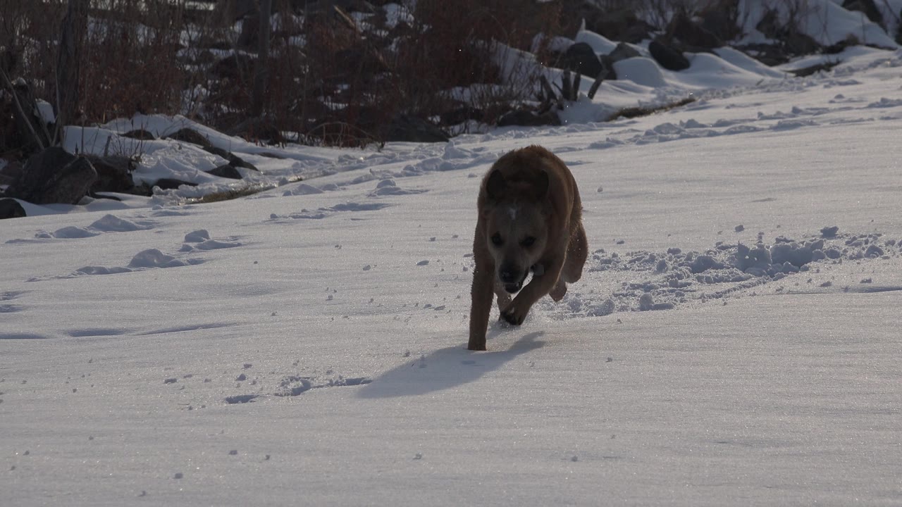 A small tan dog runs closer to camera across bright snow, with scattered paw prints and a dark brush line behind it, and no visible people.