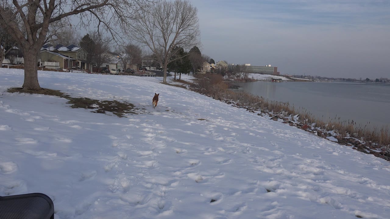 Brown dog on a snowy riverbank beside icy water and bare trees.