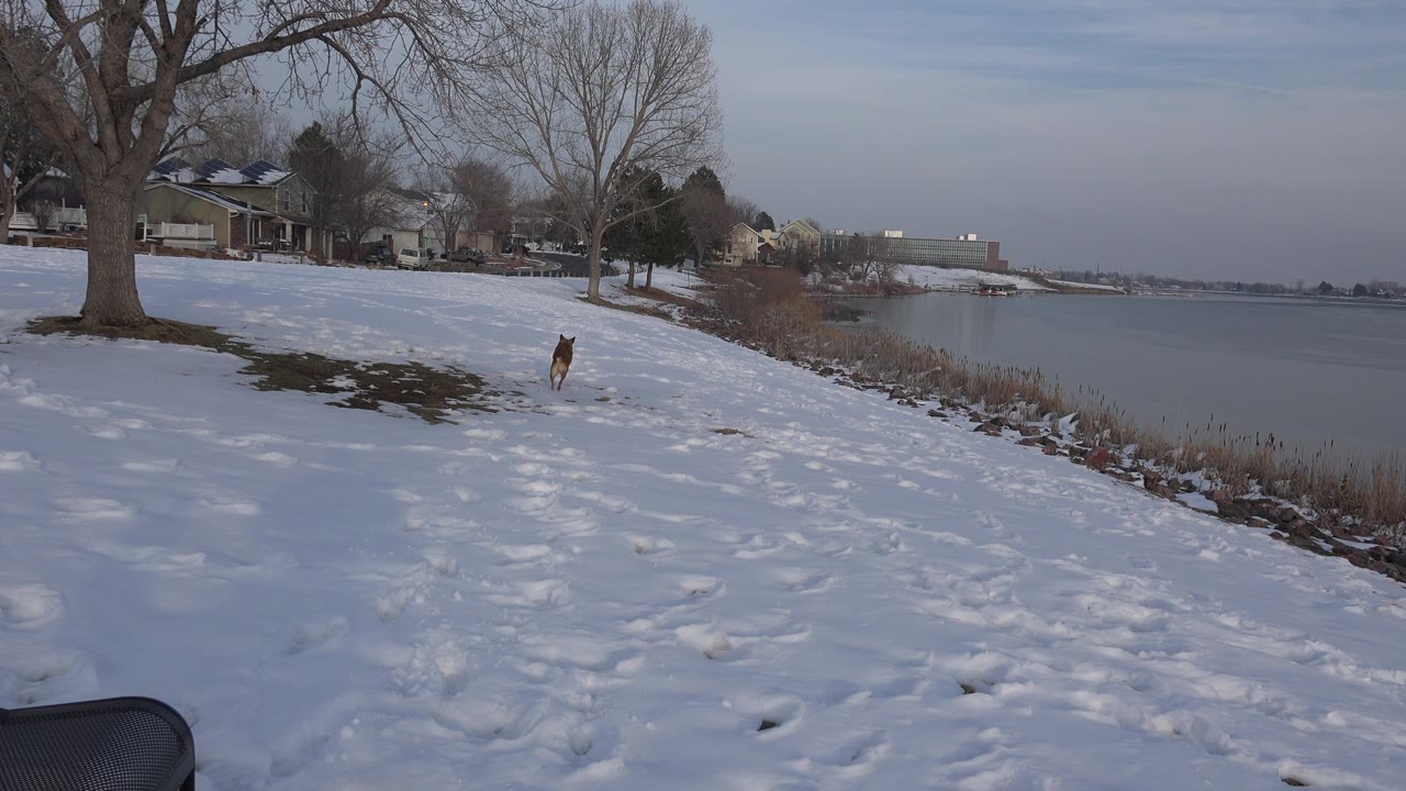 The brown dog moves across the midground snow near the icy shoreline in Westminster, Colorado, with footprints, leafless trees, distant buildings, and no visible people.