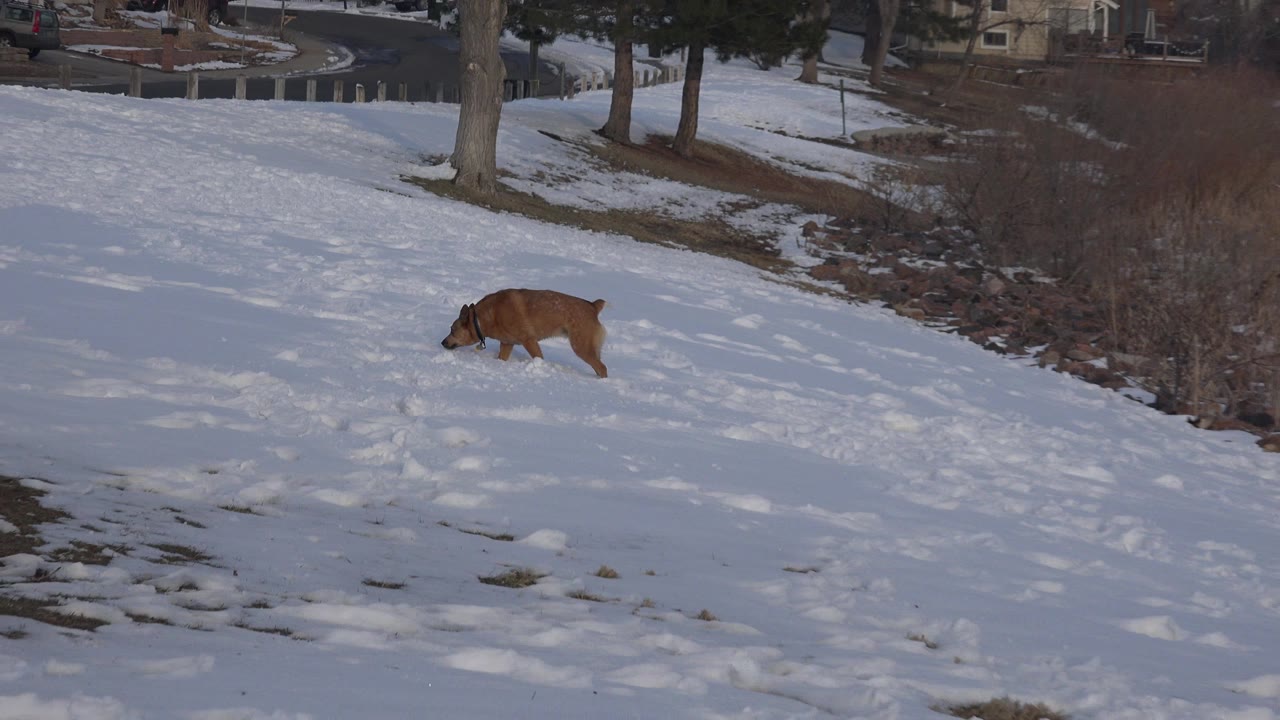 A small brown dog walks left across a snow-covered slope in Westminster, Colorado, with tree trunks and distant homes along the top of the frame and no visible people.
