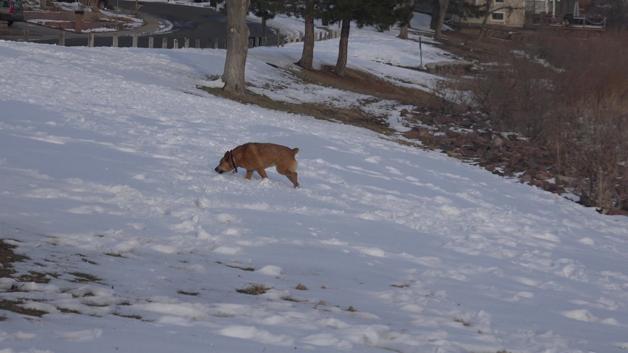 The small brown dog lowers its head while moving through tracked snow in Westminster, Colorado, with a bare shrub line and trees in the background and no visible people.