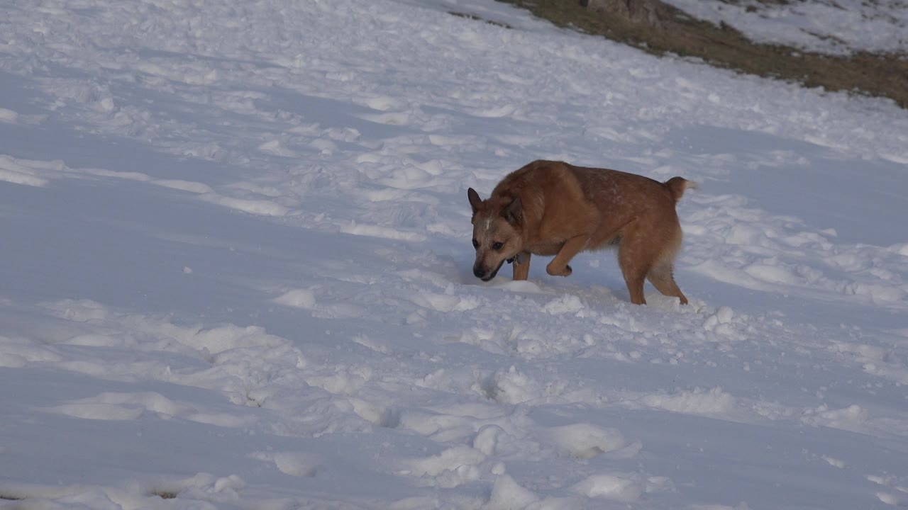 A closer view shows the brown dog stepping through uneven snow in Westminster, Colorado, with its dark collar visible and no visible people in the frame.