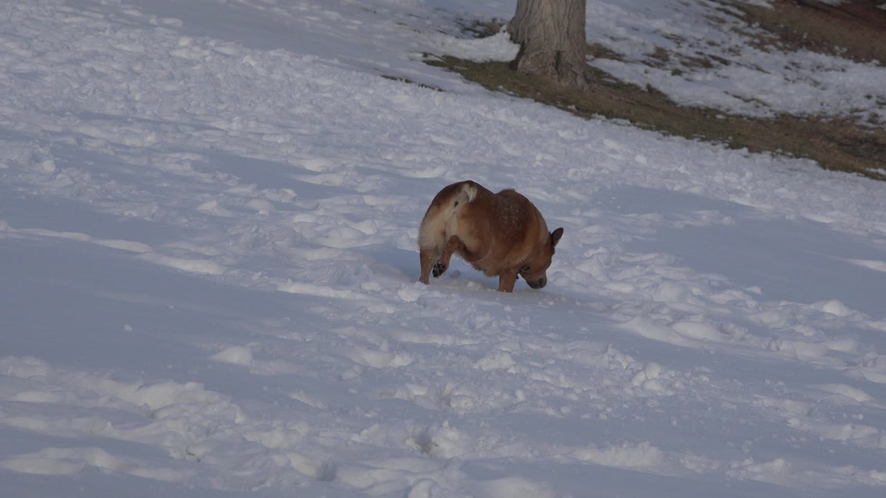 Brown dog sniffing snow on a snowy slope.