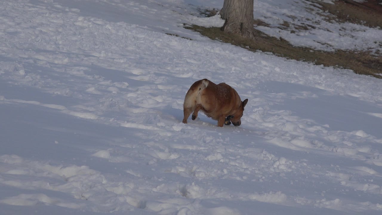 The brown dog remains in the snowy midground in Westminster, Colorado, head lowered toward the snow with a tree trunk near the upper edge and no visible people.