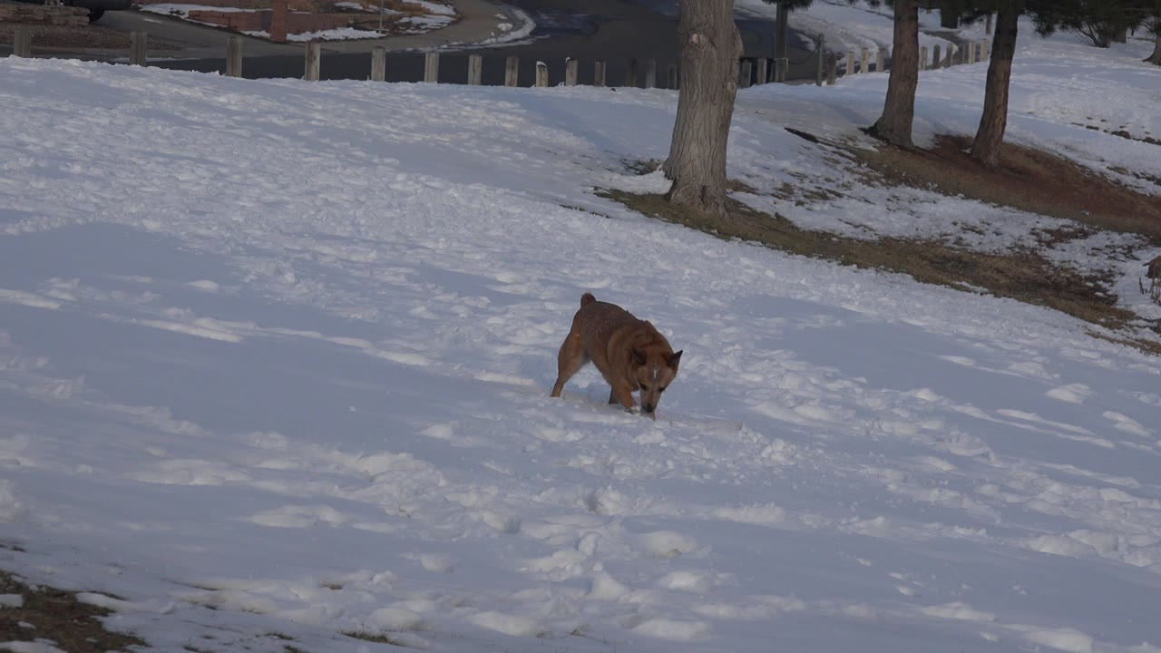 Small brown dog sniffing snow on a suburban slope.