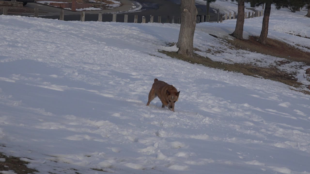 The small brown dog moves through the snowy Westminster, Colorado yard with its head low and tree shadows stretching across the ground, no visible people.