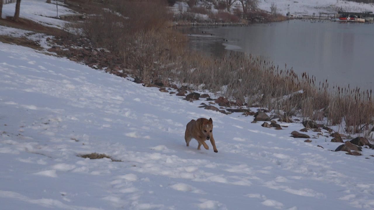 Brown dog running across snow beside a lake.