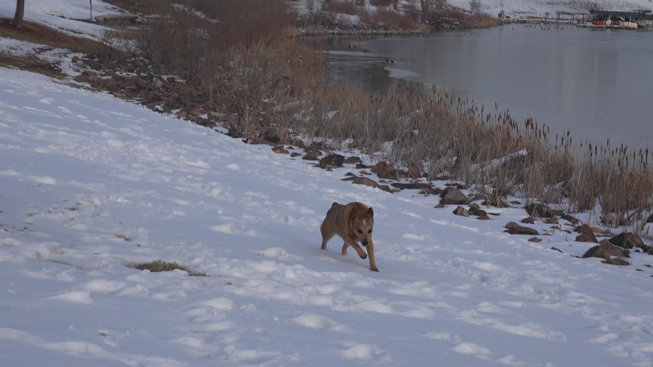 The brown dog continues across tracked snow near the lake edge in Westminster, Colorado, with dry reeds and shoreline rocks in the background and no visible people.