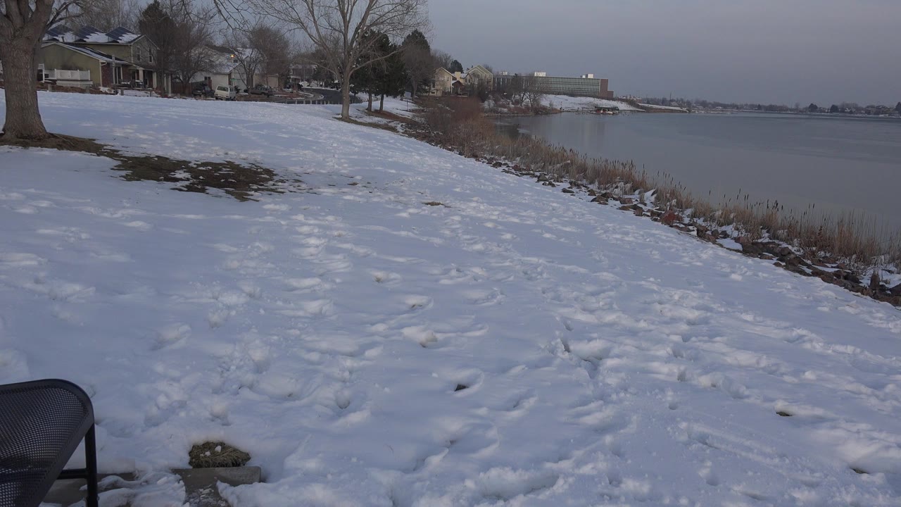 Snowy lakeside yard with houses, trees, footprints, and no dog in frame.