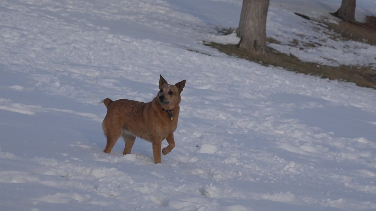 A tan dog stands in a snowy Westminster, Colorado open area near tree trunks, with blue shadows across the snow and no visible people.
