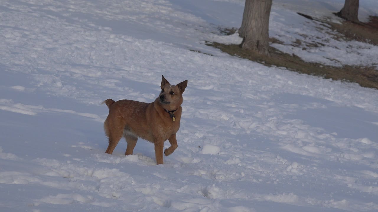 The tan dog faces forward from the midground in the snowy Westminster, Colorado scene, with trampled snow and tree bases behind it and no visible people.