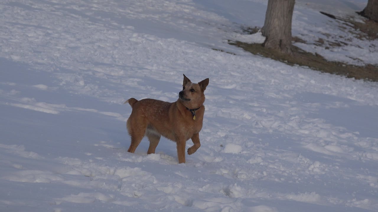 Tan dog standing alert on blue-shadowed snow.