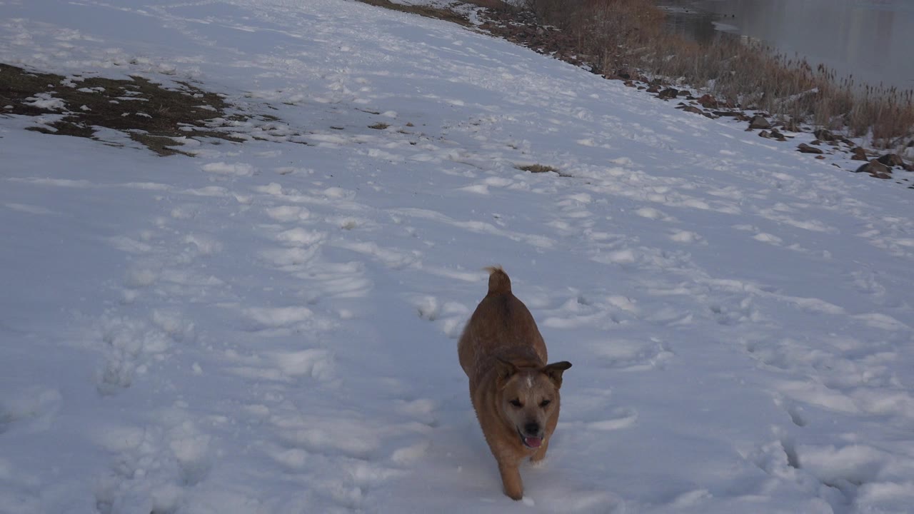 Tan dog running through snow toward the camera.