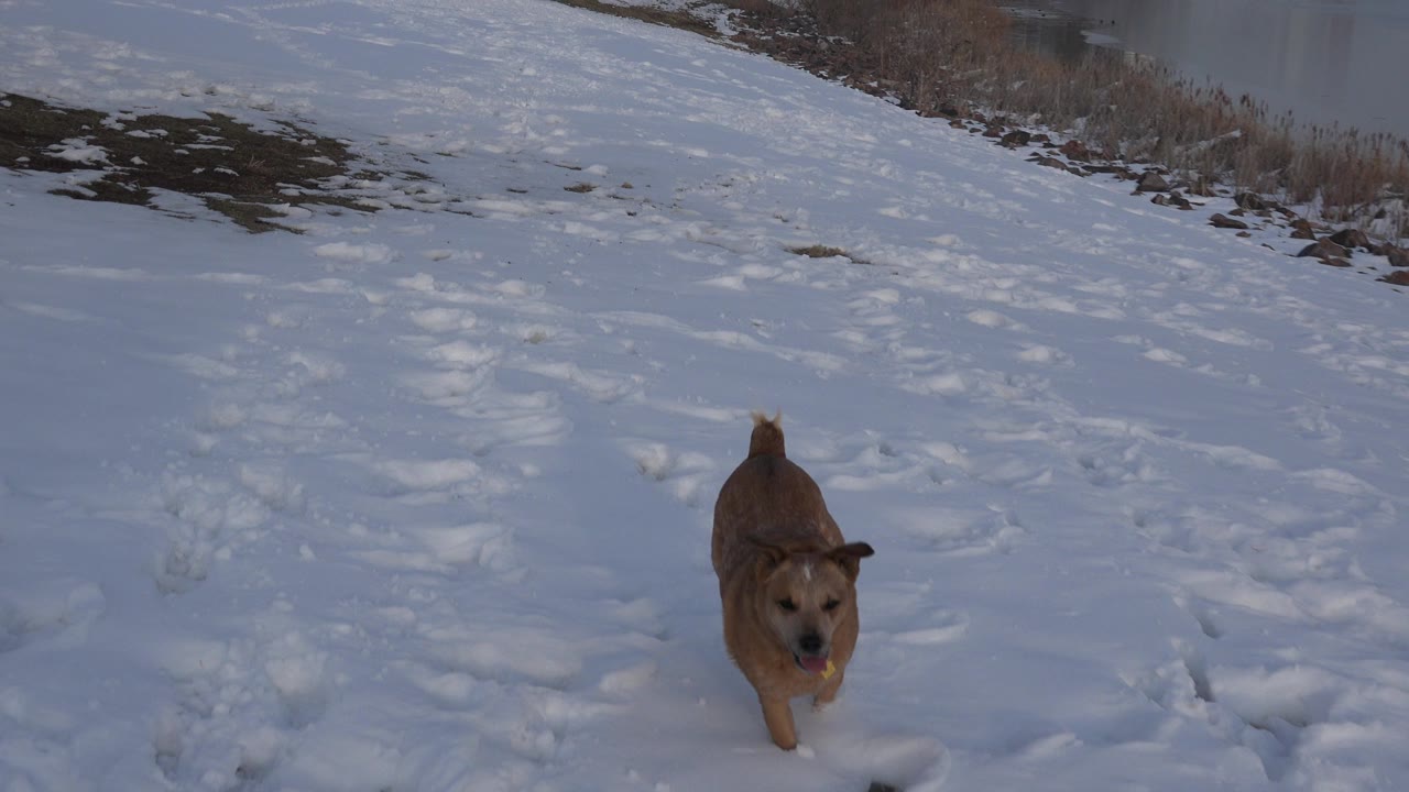 The dog is closer to camera in the snow, centered low in the frame with a path of footprints and patchy brown grass visible in Westminster, Colorado, with no visible people.