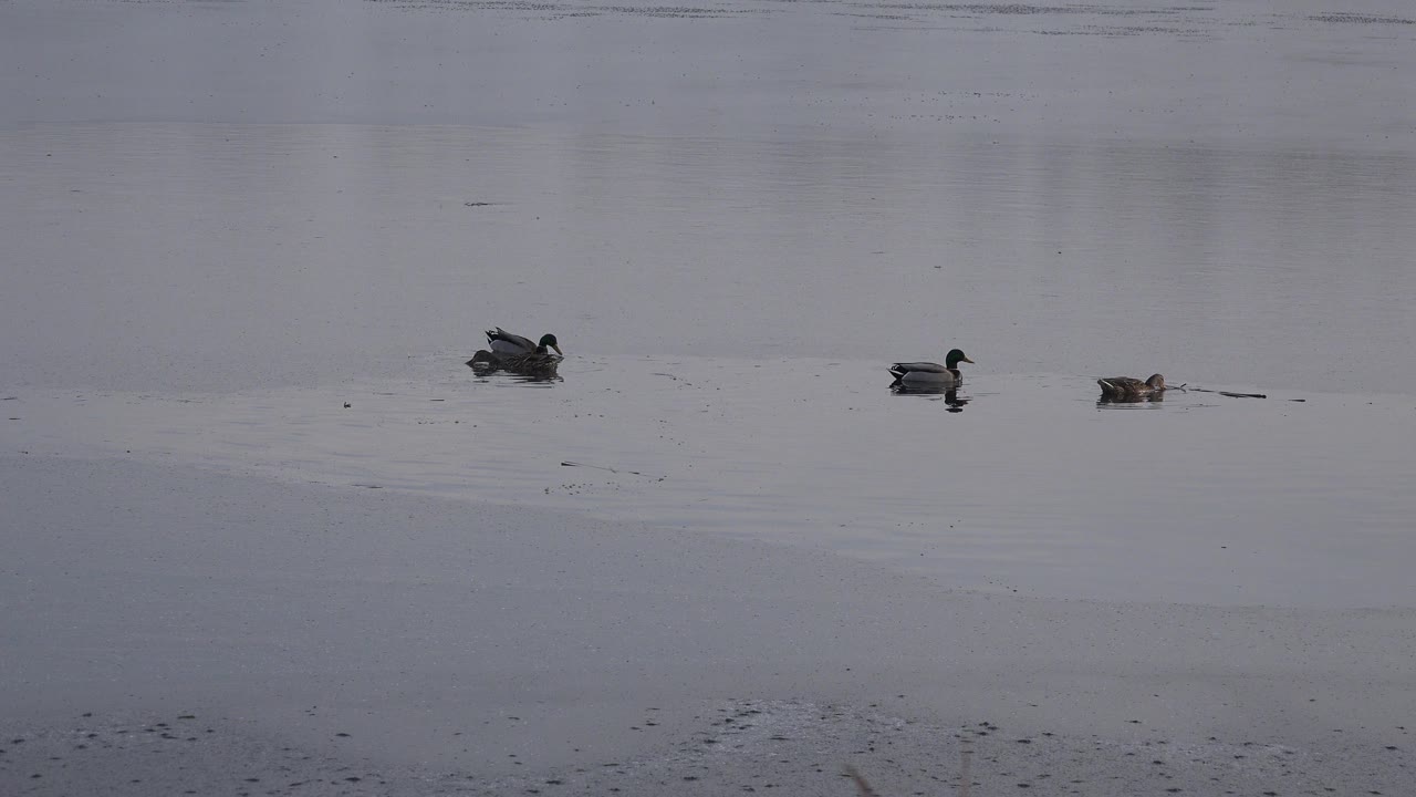 Several ducks float across a gray lake surface in Westminster, Colorado, with faint ripples and no visible people.