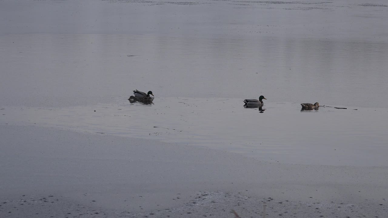 Ducks continue swimming across pale lake water in Westminster, Colorado, with small wakes trailing behind them and no visible people.