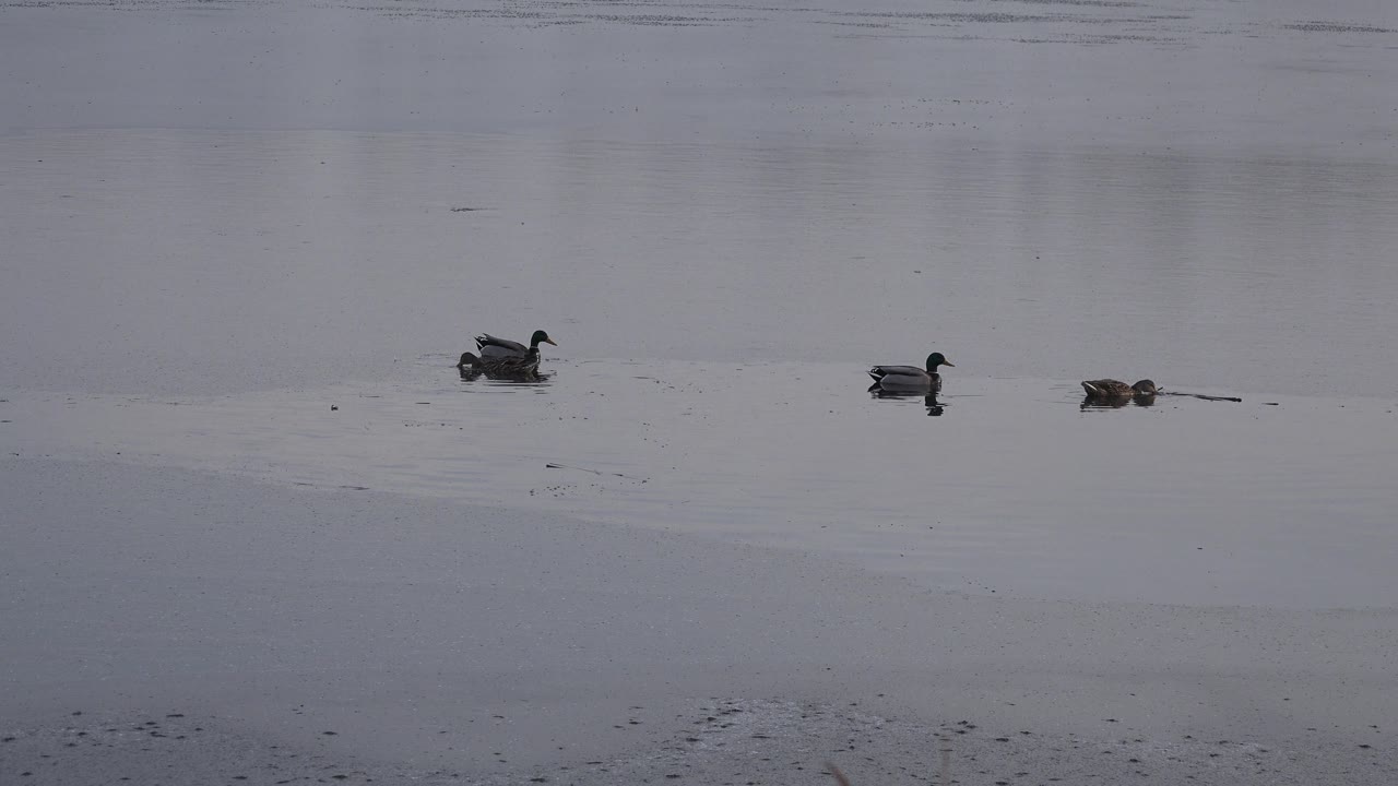 Scattered ducks on an overcast lake