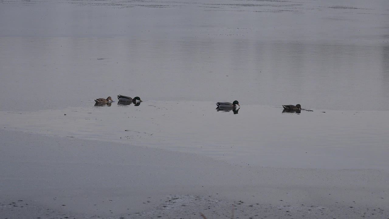 Several ducks float in a loose line on calm gray-blue water in Westminster, Colorado, with faint shoreline texture at the bottom and no visible people.